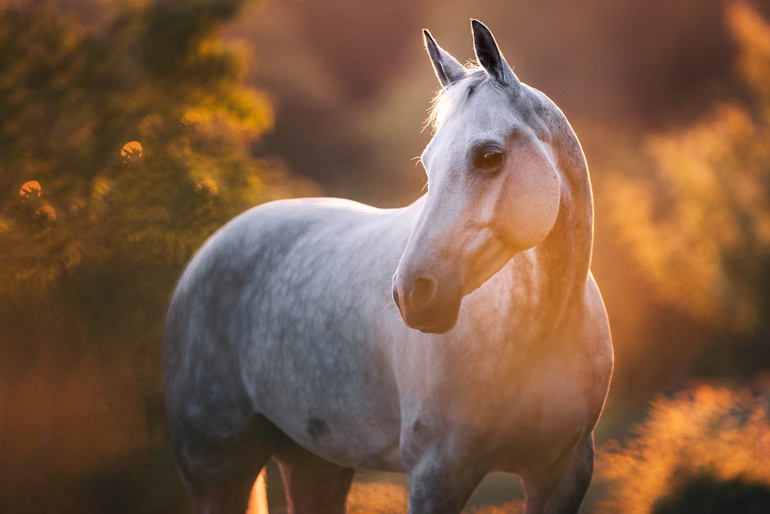Graues Pferd im Sonnenuntergang.