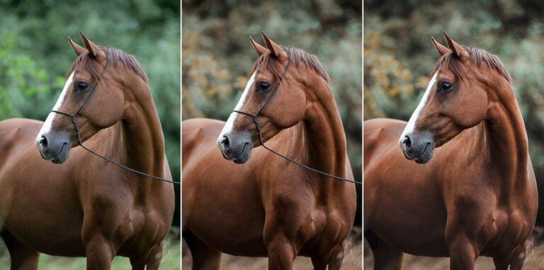 Ein braunes Pferd mit einem Halfter steht vor einem bewaldeten Hintergrund in drei verschiedenen Lichtverhältnissen.
