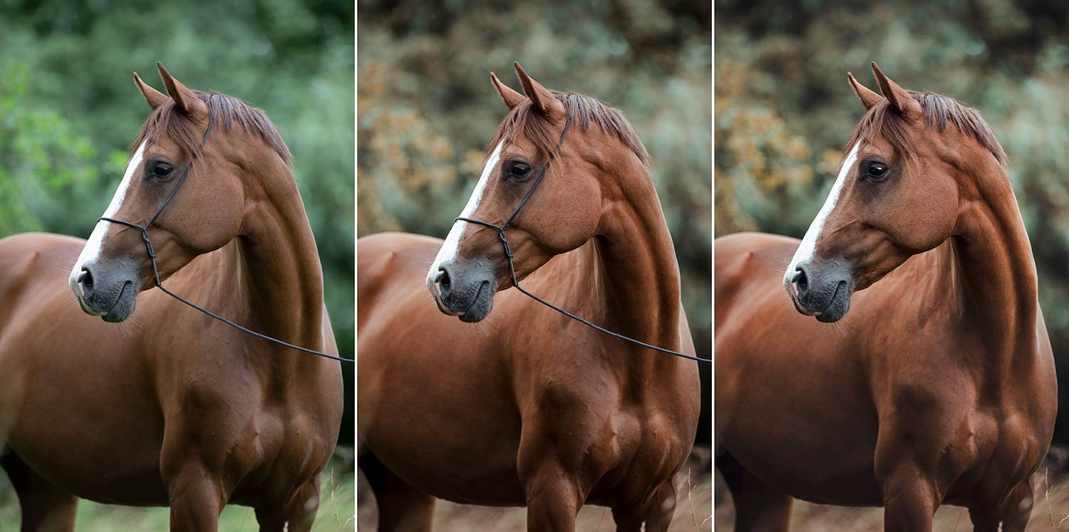 Ein braunes Pferd mit einem Halfter steht vor einem bewaldeten Hintergrund in drei verschiedenen Lichtverhältnissen.