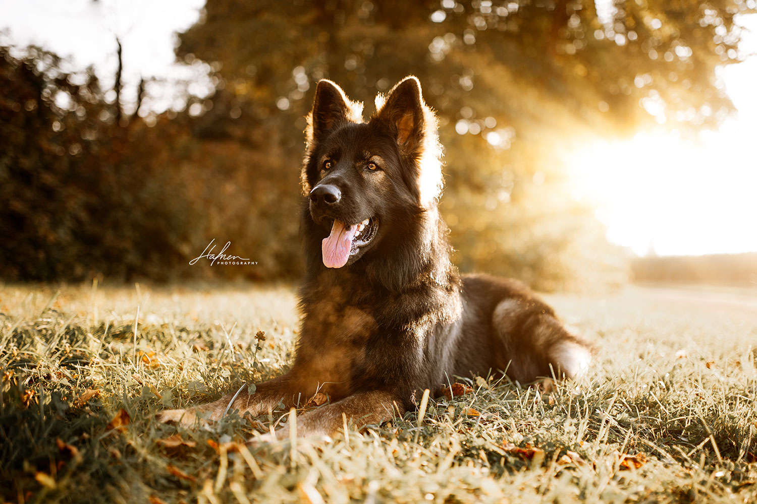Ein Schäferhund liegt im Gras bei Sonnenuntergang, mit einem Wald im Hintergrund und die Zunge hängt heraus.