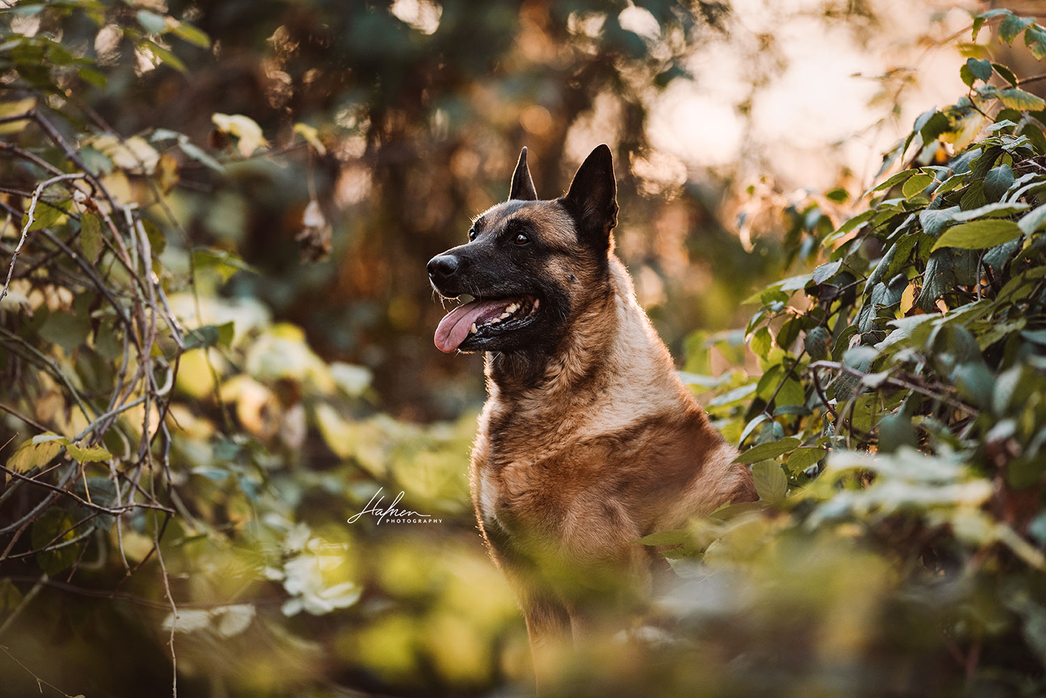 Ein Belgischer Schäferhund sitzt in einem Waldstück und schaut nach oben, umgeben von grünem Laub.