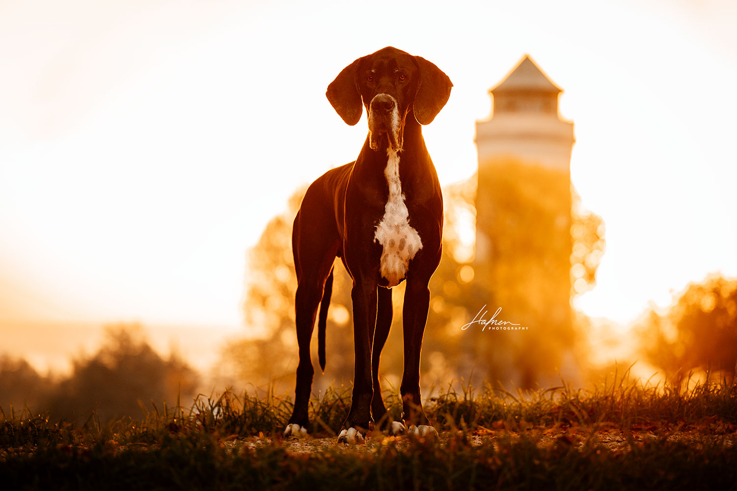 Ein deutsche Dogge steht auf einem Hügel vor einem Turm im Sonnenuntergang.