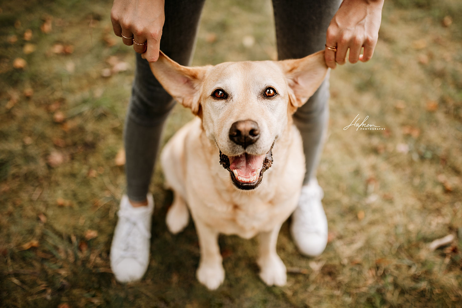 Ein gelber Labrador, dessen Ohren von einer Person nach oben gehalten werden, sitzt auf einer Wiese und schaut in die Kamera.