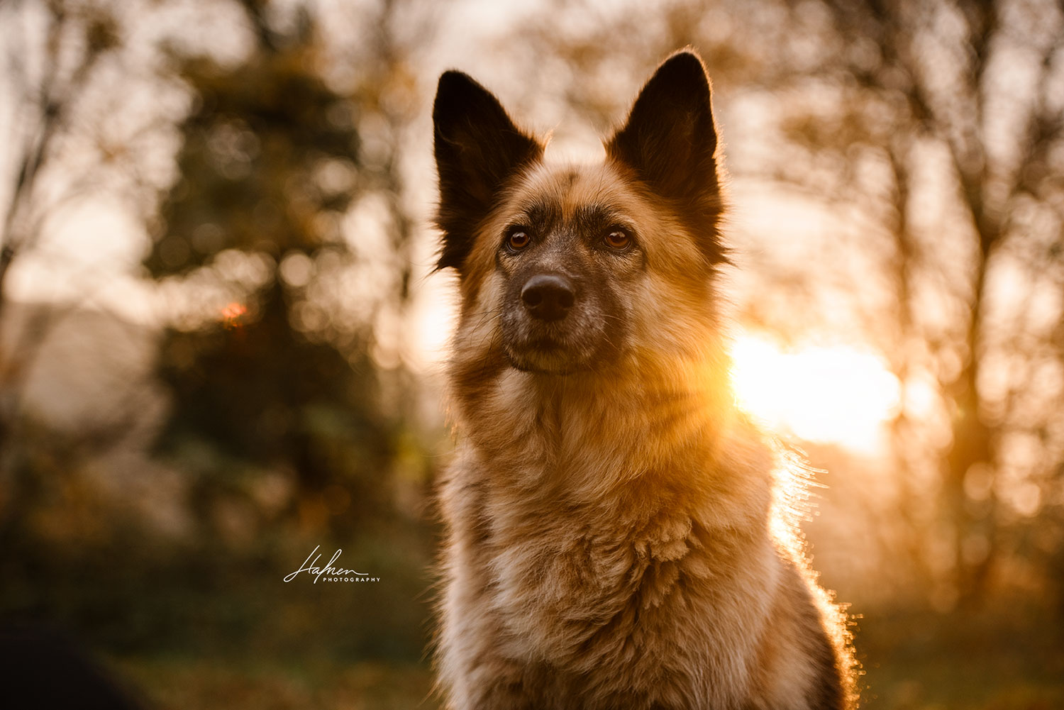 Ein Hund mit braunem und schwarzem Fell sitzt im Gras vor einem herbstlichen Hintergrund bei Sonnenuntergang.