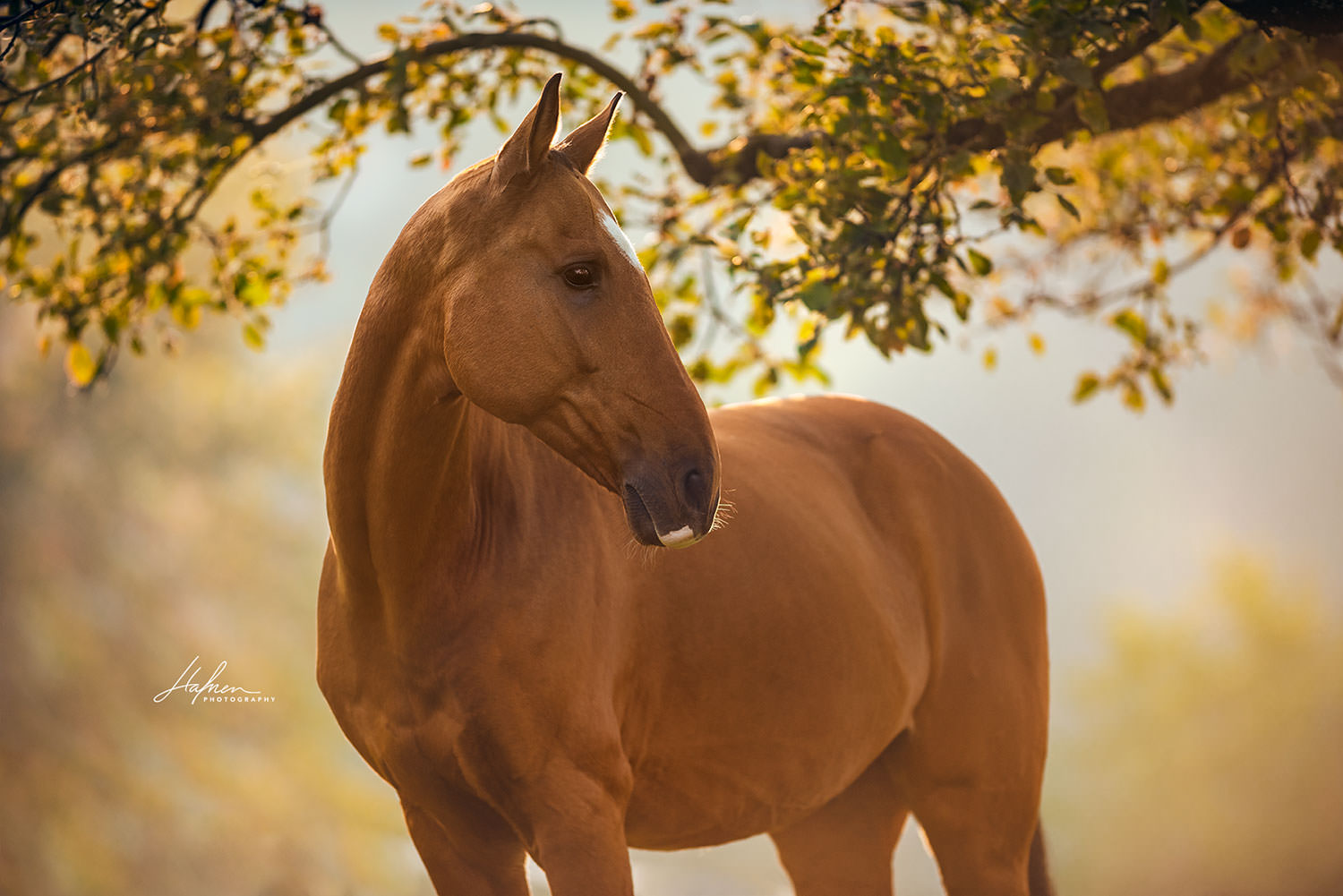 Pferdefotoshooting-Herbst_01