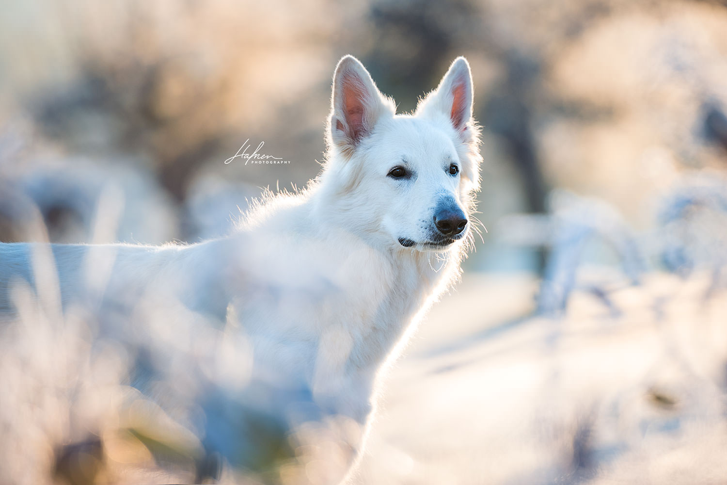 Hundefotoshooting-Winter_07