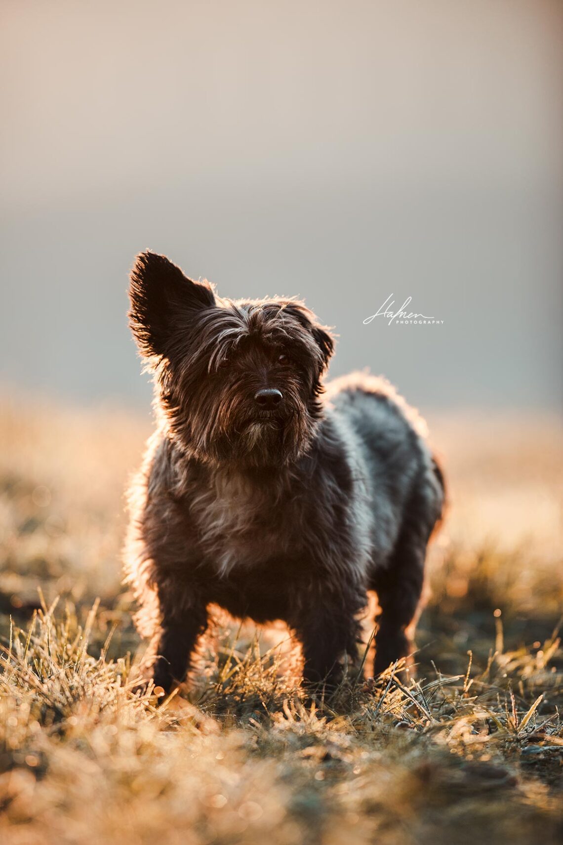 Hundefotoshooting-Winter_13