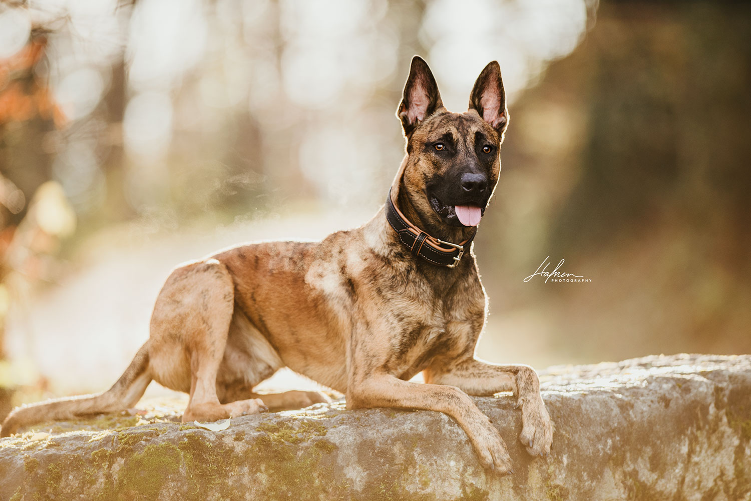 Ein brauner Schäferhund liegt auf einem großen Stein und schaut in die Kamera, der Hintergrund ist unscharf und herbstlich.