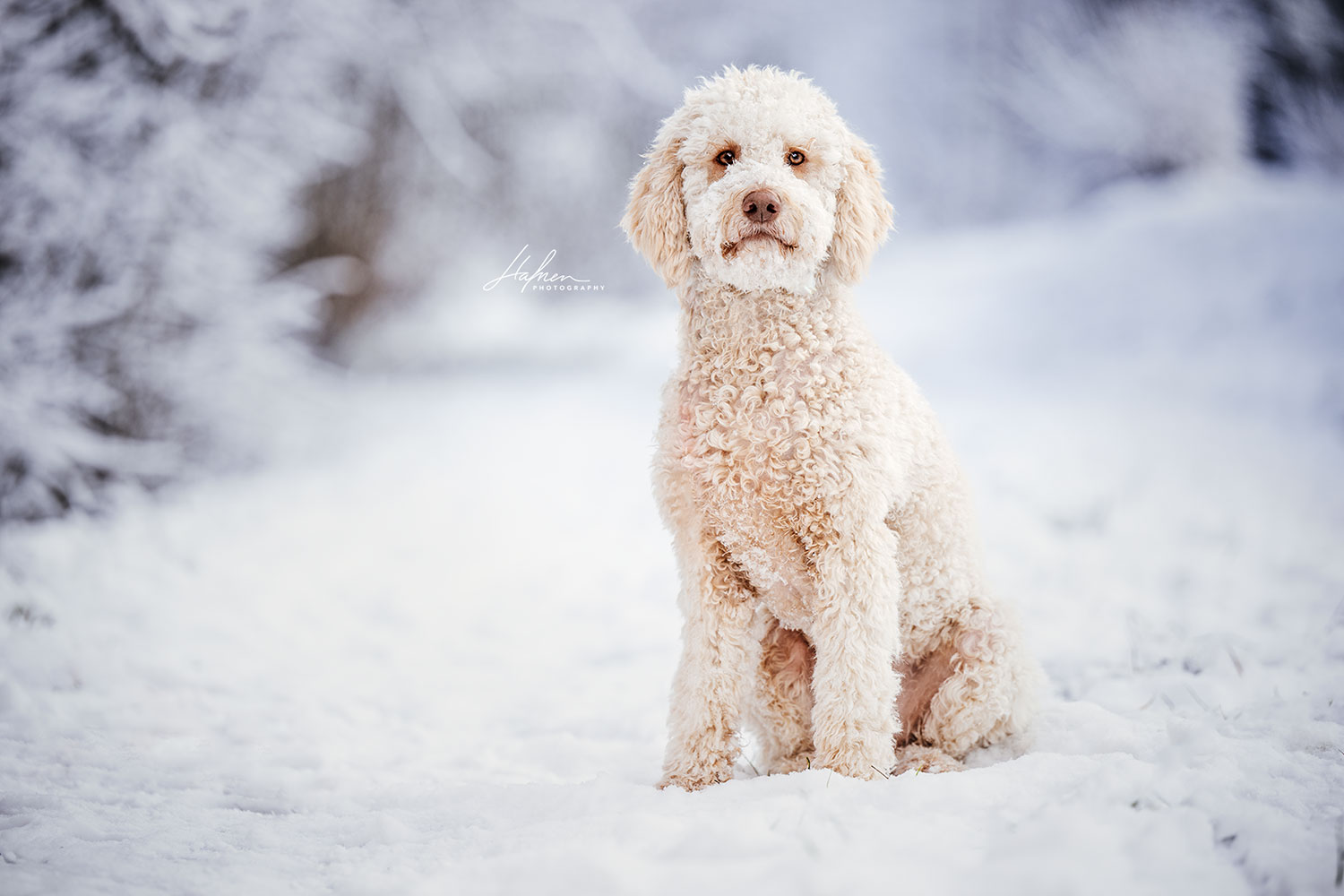 Ein weißer, lockiger Hund sitzt im Schnee und schaut in die Kamera, die Umgebung ist winterlich.