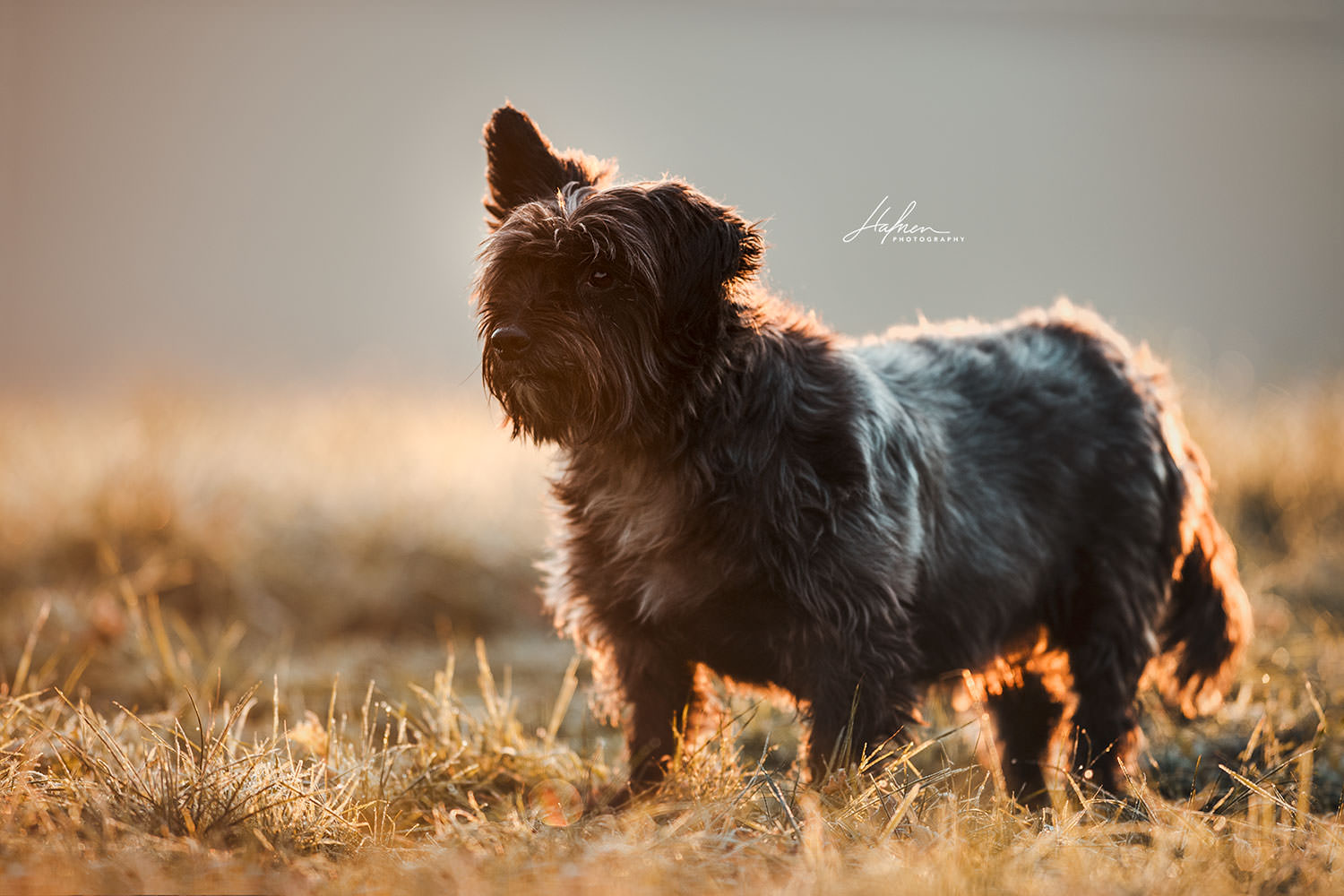 Ein kleiner, schwarzer Hund mit einem aufgestellten Ohr steht auf einer Wiese bei Sonnenuntergang.