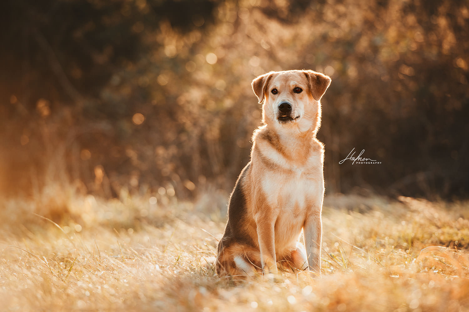 Ein sitzender Hund mit goldenem Fell schaut in die Kamera, der Hintergrund ist herbstlich und unscharf.