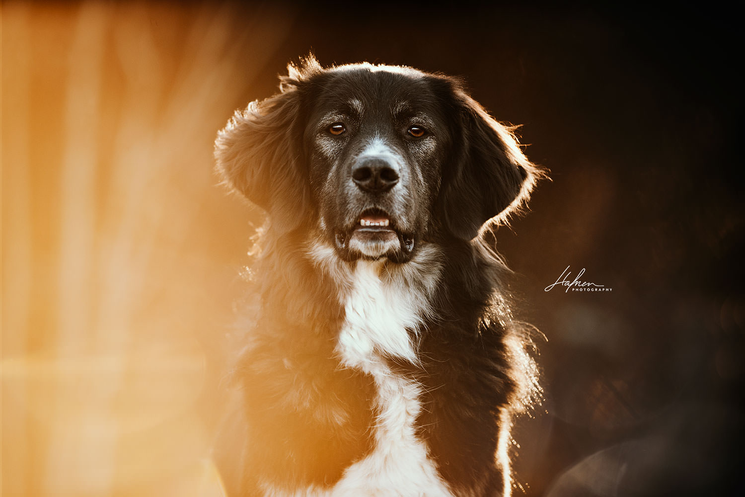 Ein schwarz-weißer Hund schaut in die Kamera, beleuchtet von warmem Licht.