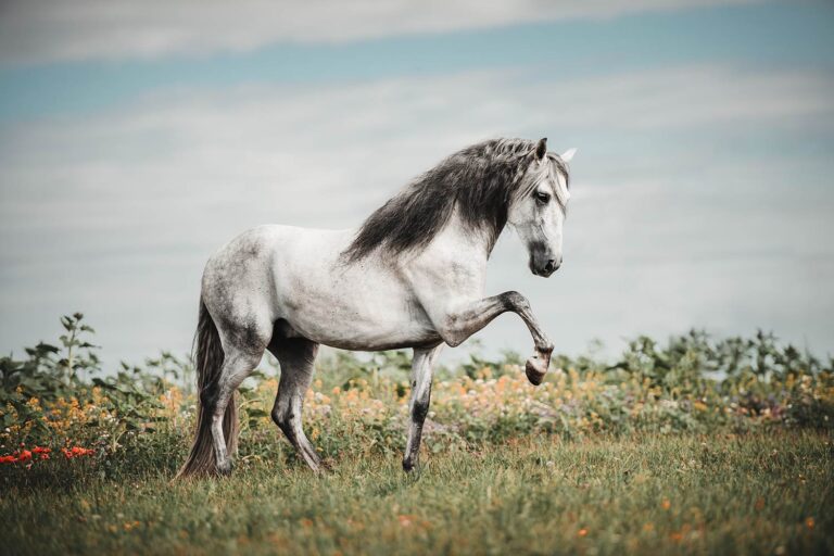 Ein weiß-graues Pferd hebt ein Bein in der Luft und steht auf einer Wiese mit Blumen, der Himmel ist bewölkt.