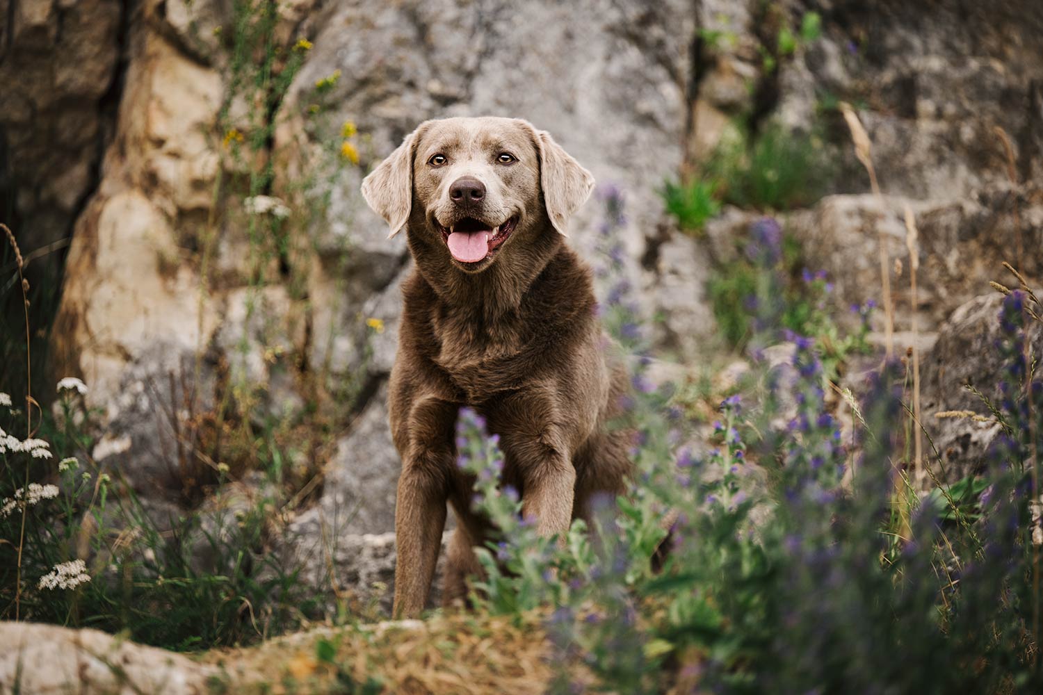 Hundeshooting-im-Sommer_05