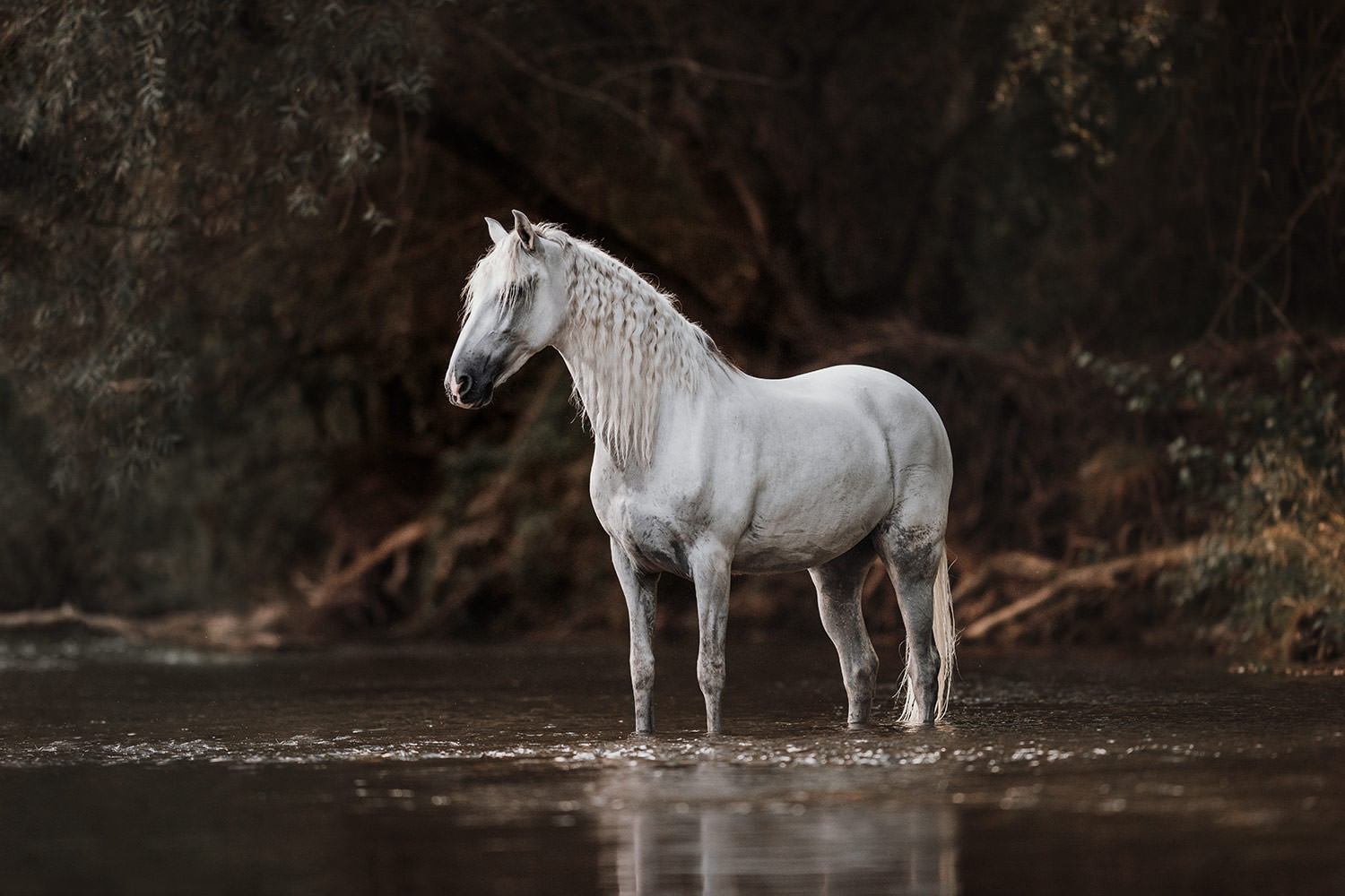 Pferdefotografie von einer weissen Stute die in einem Fluss steht