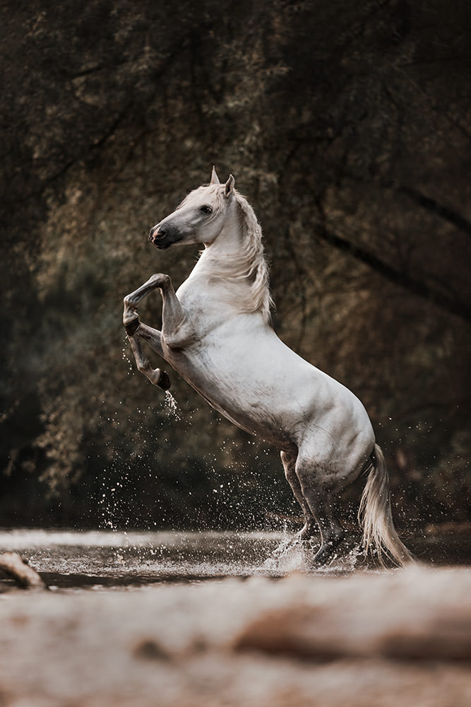 Foto eine weisse Andalusier Stute die im Fluss steigt bei einem Pferdeshooting