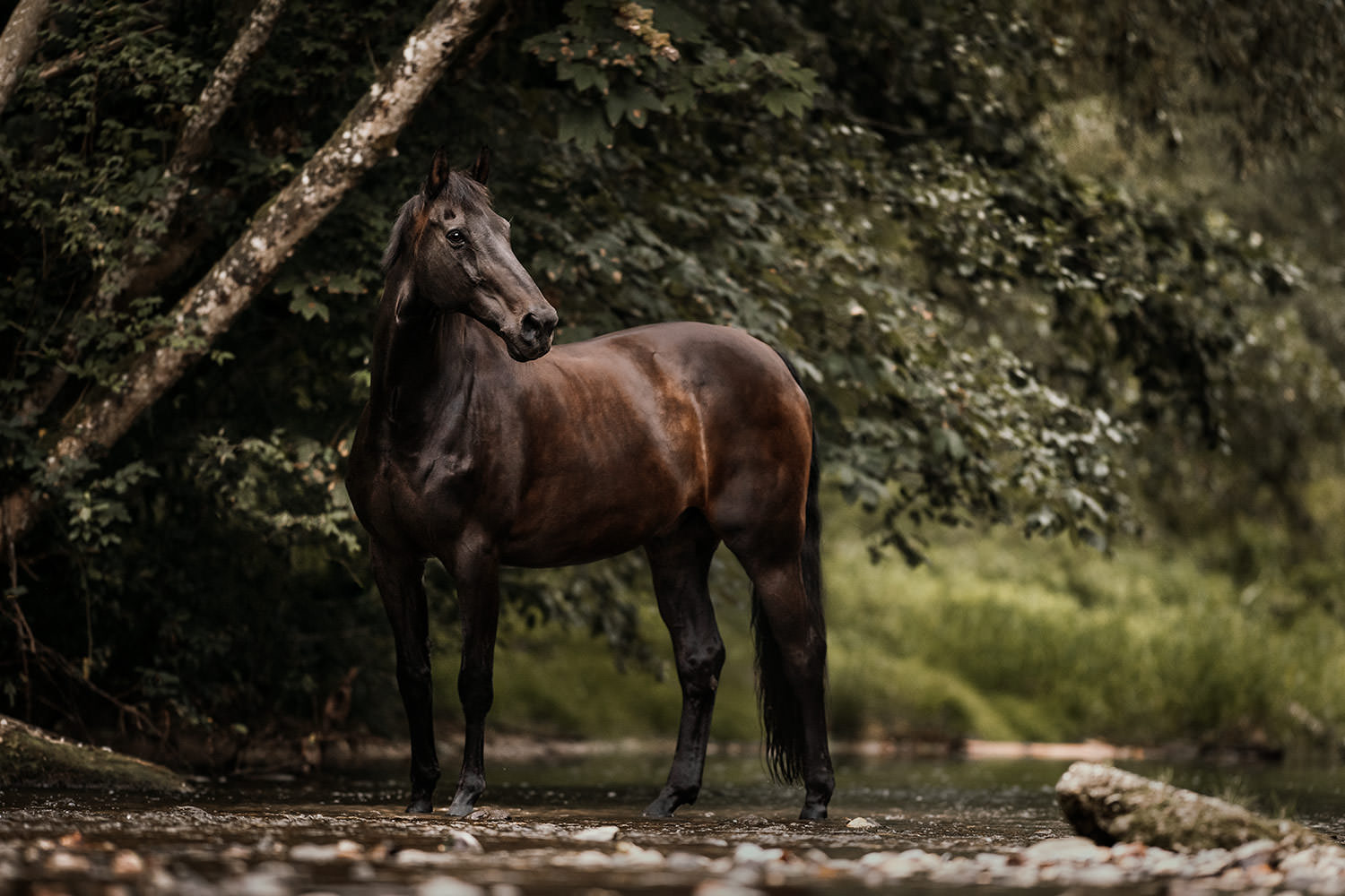Pferdeshooting mit einem dunkelbraunen Wallach der in einem Fluss steht
