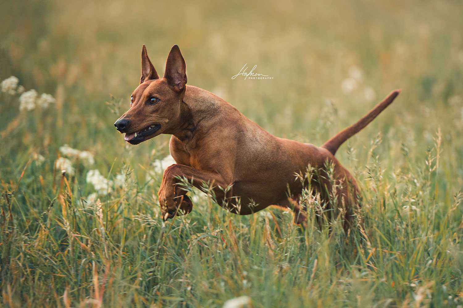 Hundeshooting-im-Fruehling_03.jpg
