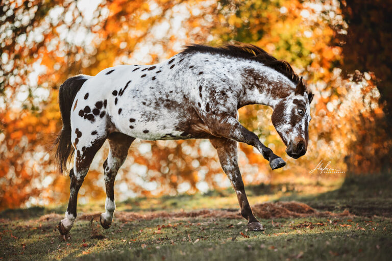 Pferdefotoshooting-Herbst_04.jpg