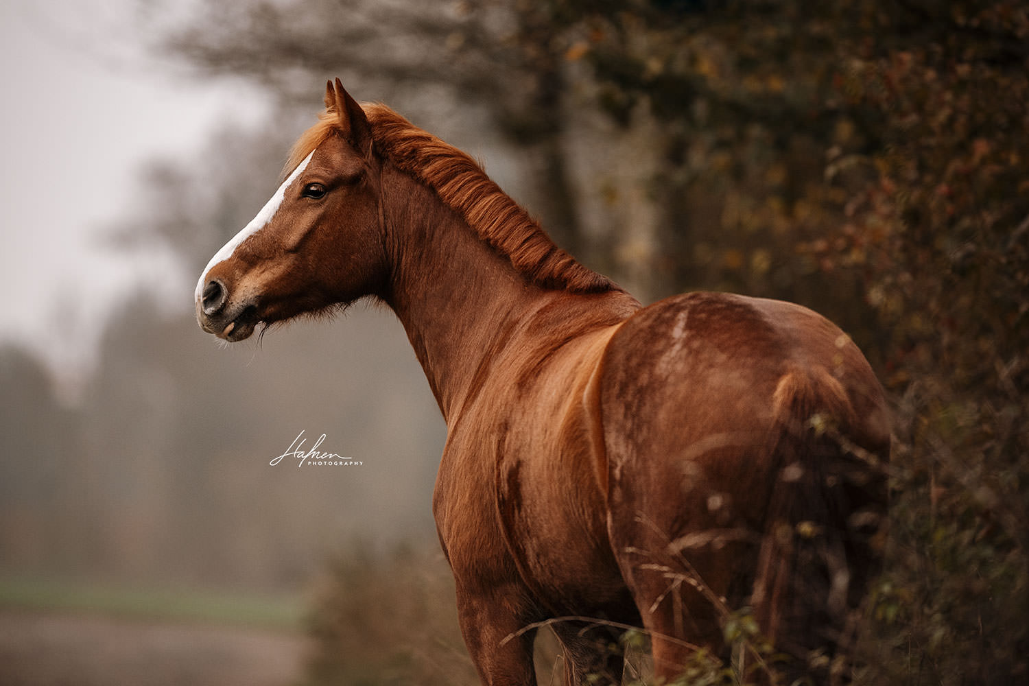 Pferdefotoshooting-Herbst_06.jpg