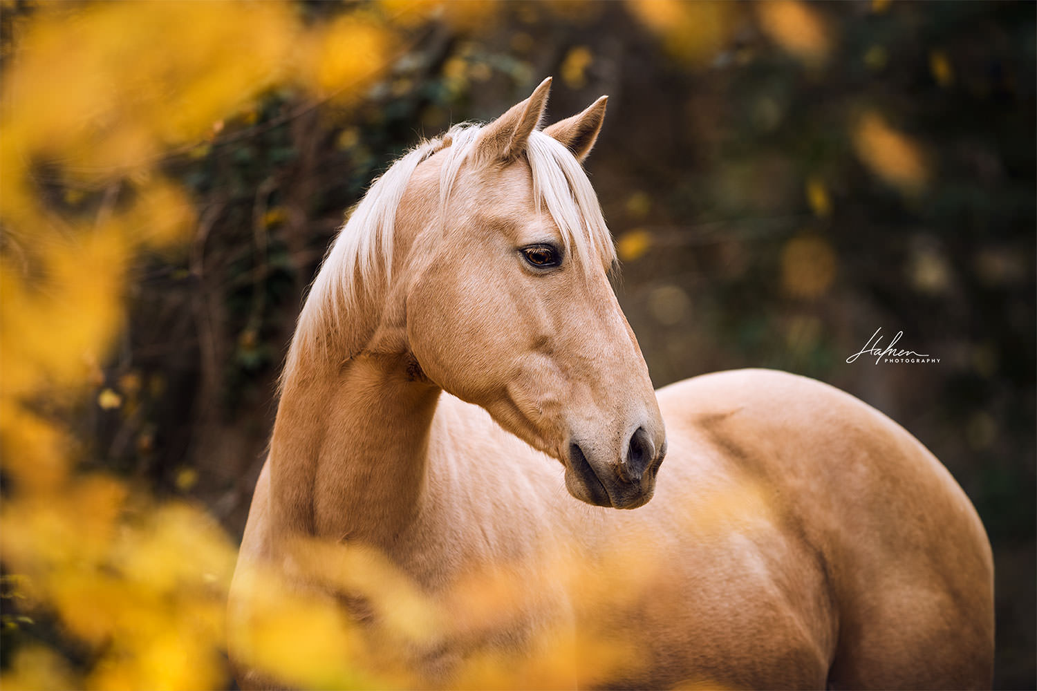 Pferdefotoshooting-Herbst_07.jpg
