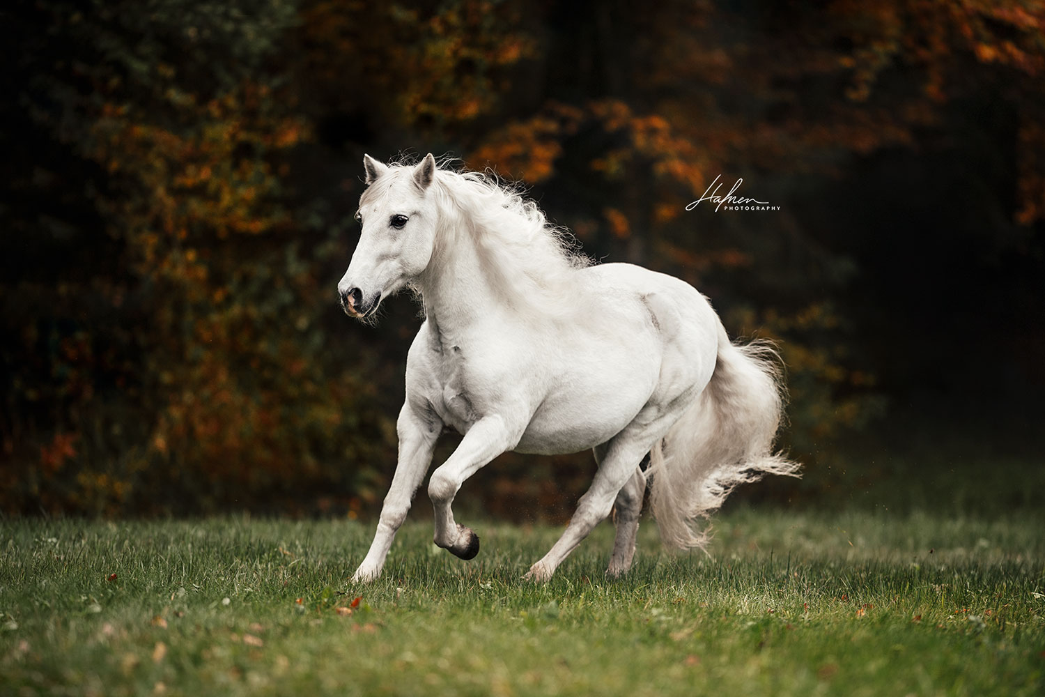 Pferdefotoshooting-Herbst_15.jpg