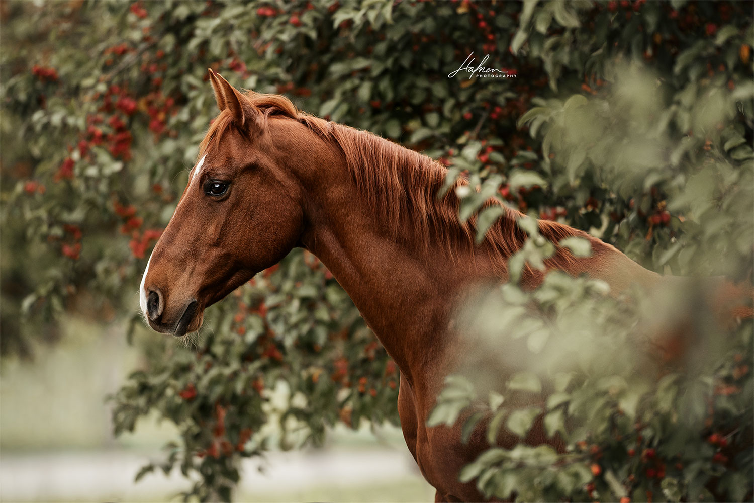 Pferdefotoshooting-Herbst_16.jpg