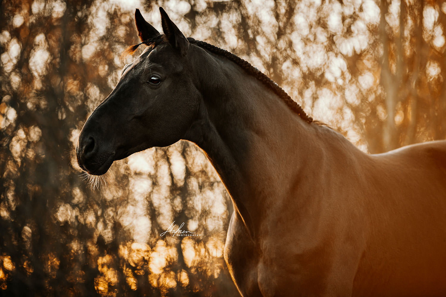 Ein Pferd mit geflochtener Mähne steht im Profil vor einem Hintergrund aus weich beleuchteten Bäumen bei Sonnenuntergang.