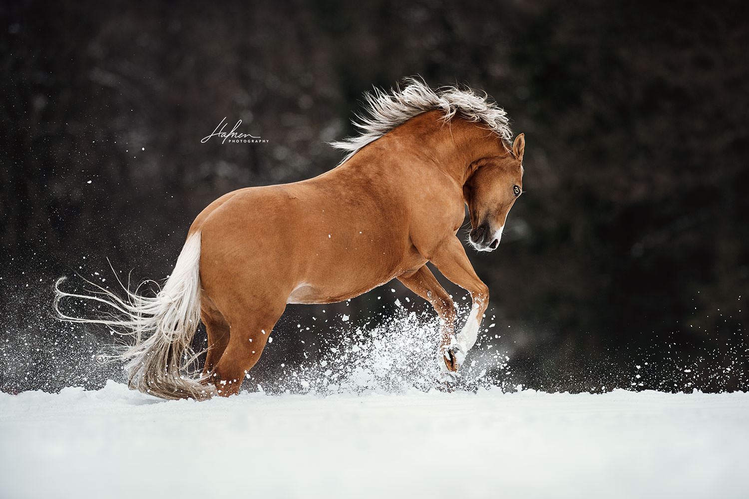 Ein braunes Pferd mit heller Mähne springt durch den Schnee und wirbelt Schneeflocken auf.