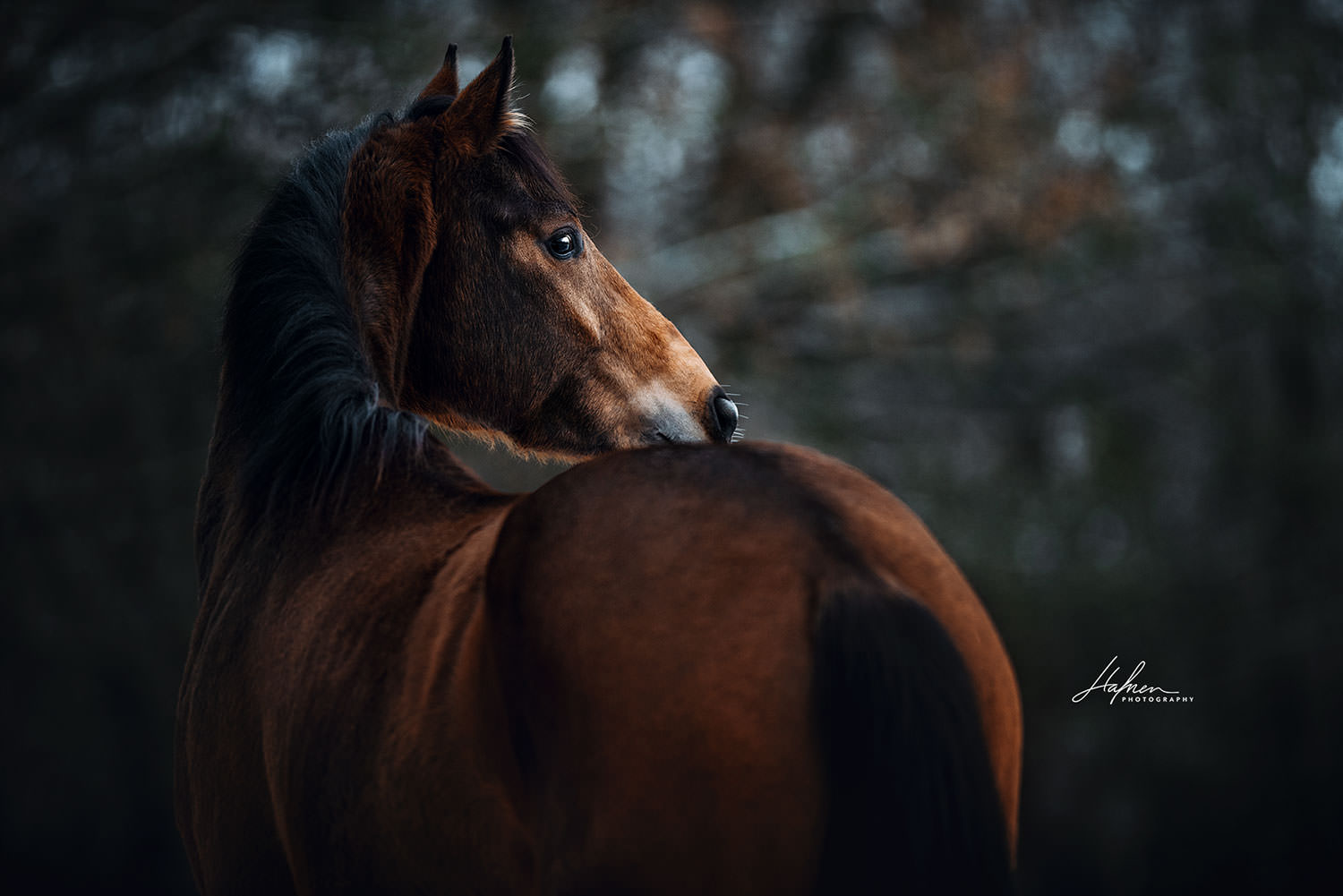 Ein braunes Pferd blickt über seine Schulter und steht vor einem Hintergrund aus Bäumen bei gedämpftem Licht.