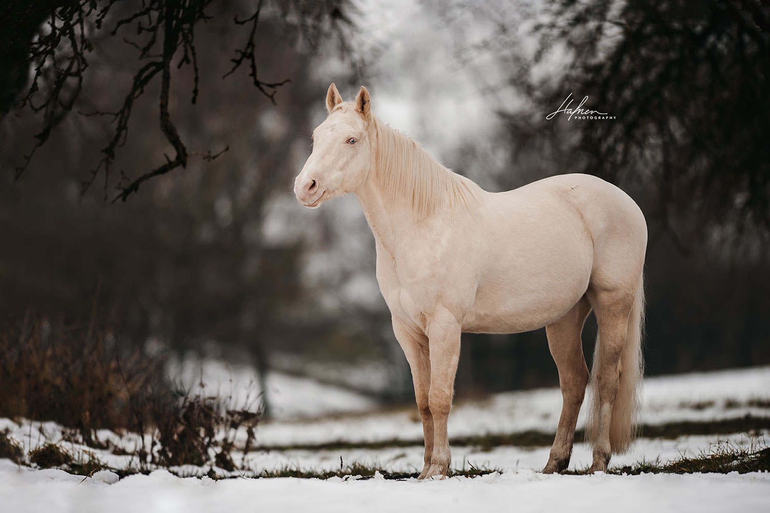 Ein cremefarbenes Pferd steht im Schnee, umgeben von kahlen Bäumen, und schaut aufmerksam in die Ferne.