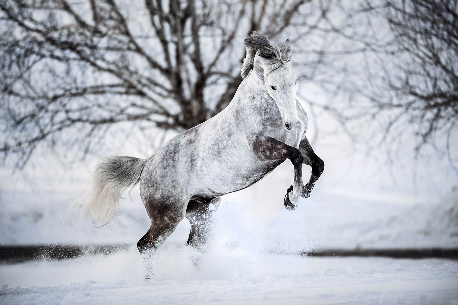 Ein graues Pferd steht auf den Hinterbeinen und galoppiert durch den Schnee, vor einem kahlen Baum.