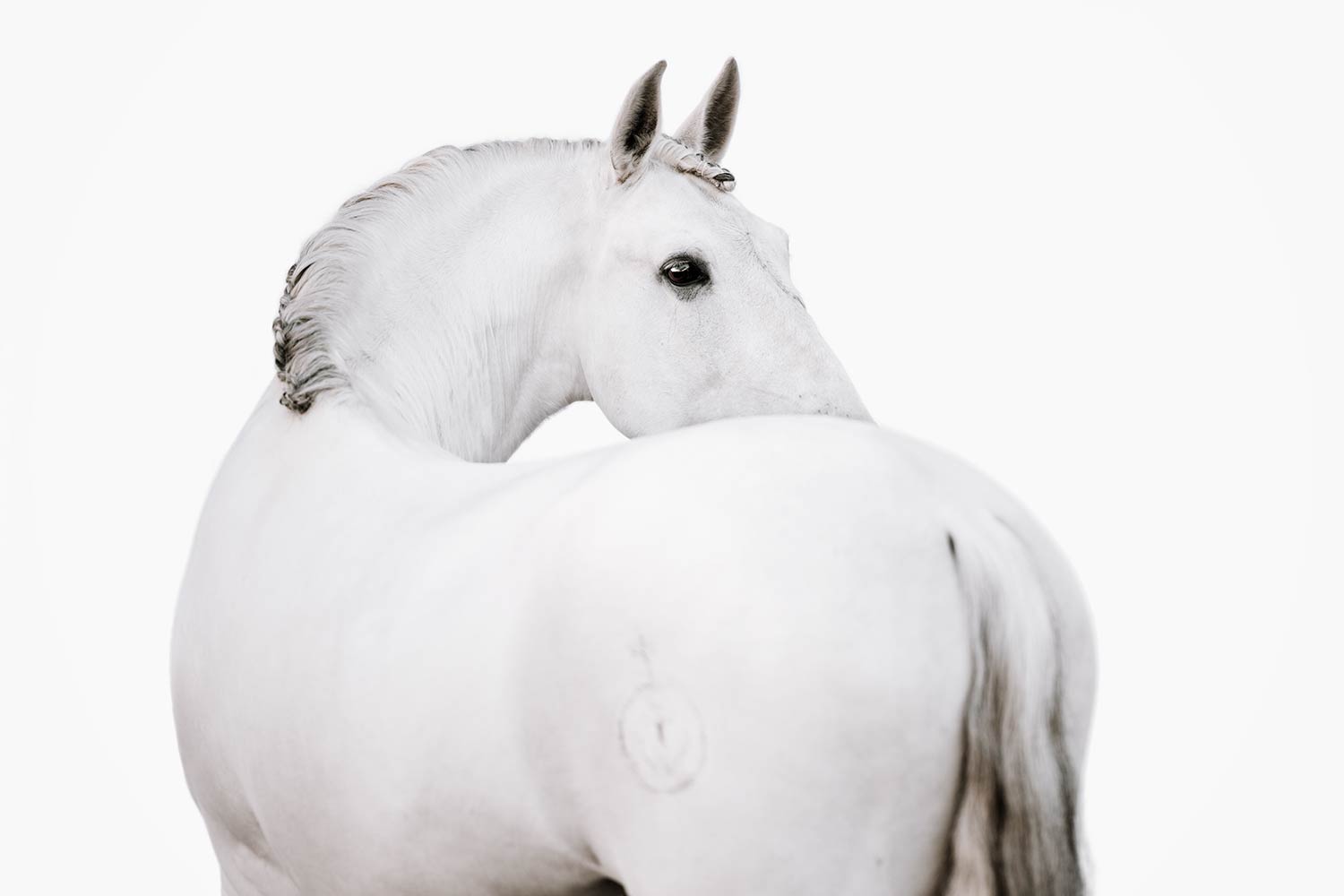 Ein weisses Pferd mit eleganter Haltung blickt zurück, sein Kopf und Hals bilden eine Linie mit dem Rücken, vor einem weißen Hintergrund.