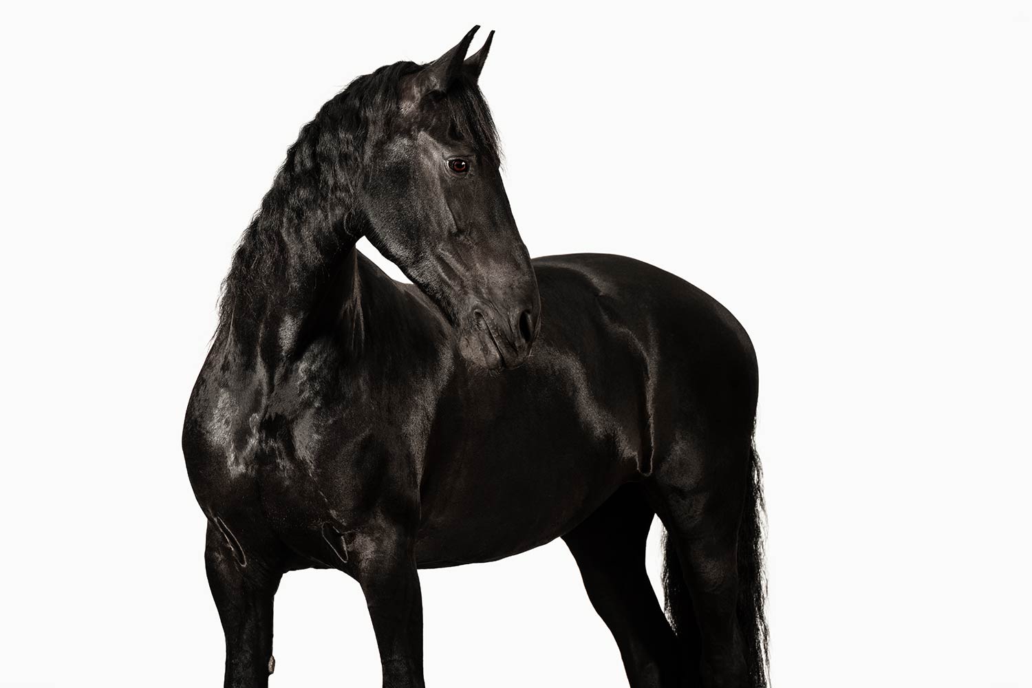 Ein schwarzes Pferd auf weissem Hintergrund schaut über die Schulter.