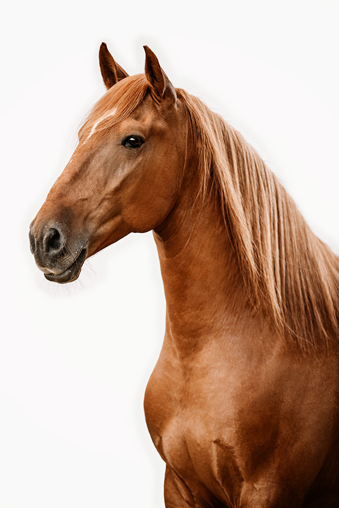 Ein fuchsfarbenes Pferd mit einer fliessenden Mähne steht vor einem weissen Hintergrund.