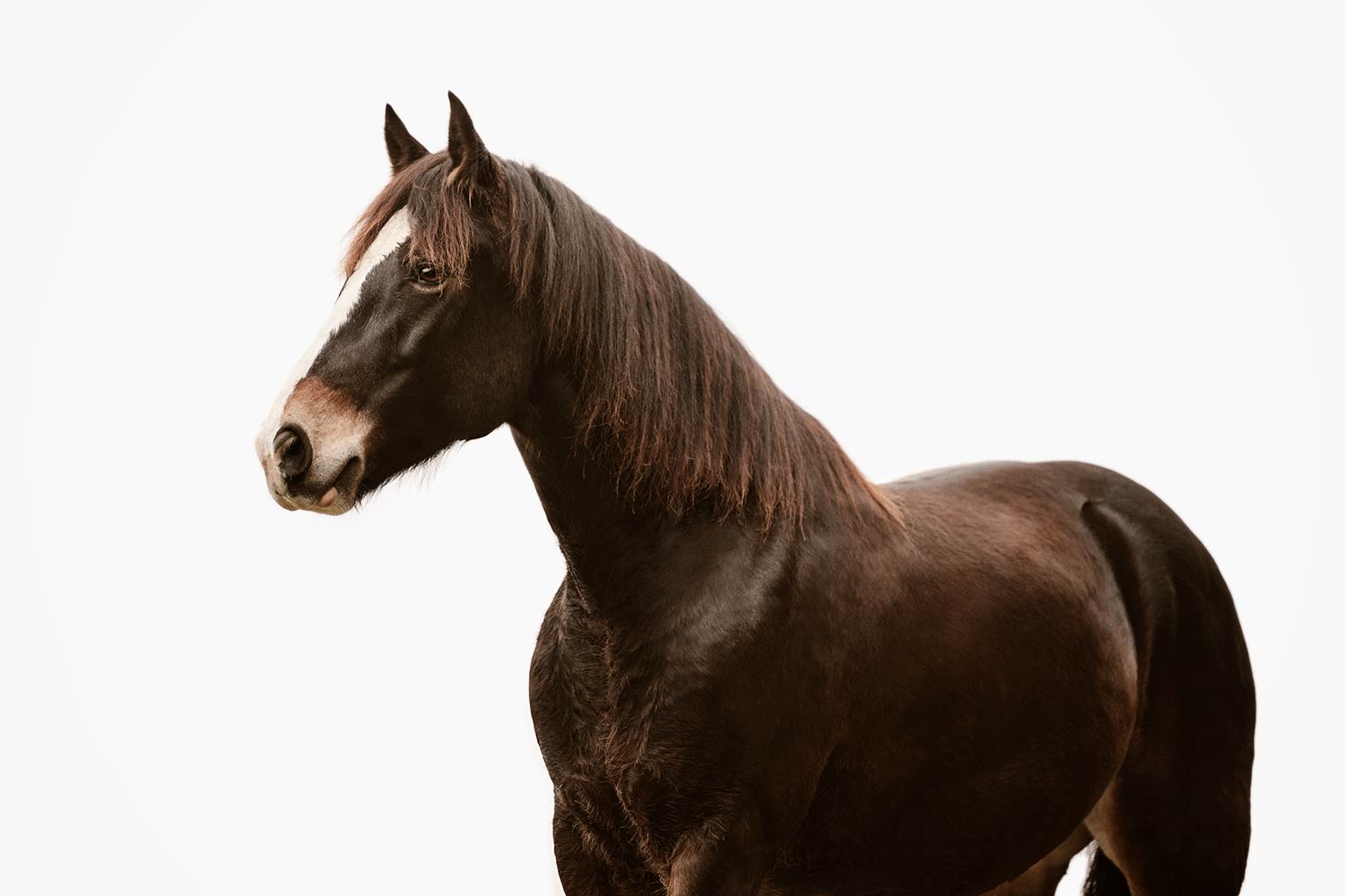 Ein dunkelbraunes Pferd blickt nach links auf einem hellen Hintergrund.
