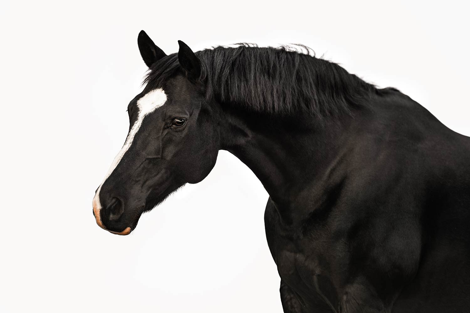 Ein schwarzes Pferd mit einer weissen Blesse auf der Stirn steht vor einem weissen Hintergrund.