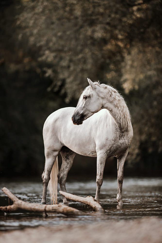 Ein stolzes weisses Pferd mit geflochtener Mähne steht gekrümmt in einem Fluss, während es entspannt zur Seite schaut.
