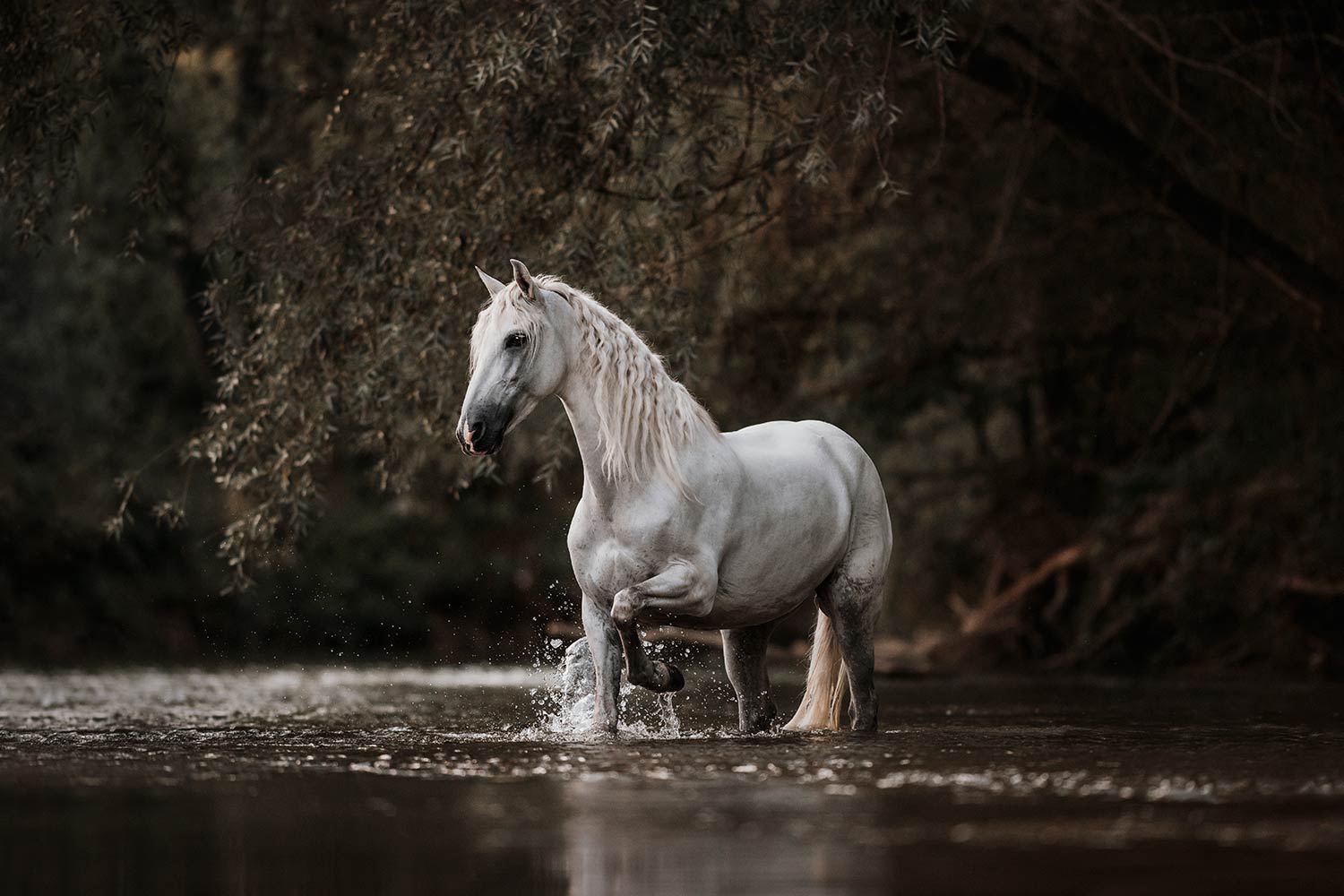 Ein weisses Pferd schreitet kraftvoll durch einen Fluss, wobei Wasser um seine Hufe spritzt.