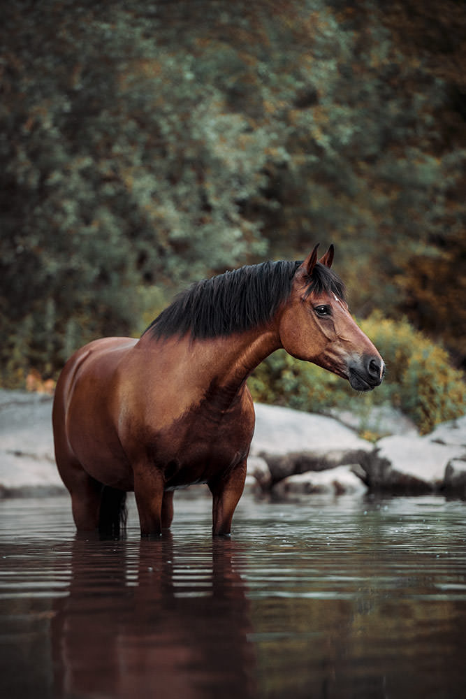 Ein stolzes Pferd mit brauner Färbung und schwarzer Mähne schaut in einem stillen Gewässer nach links.