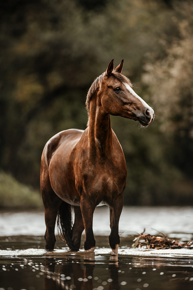 Ein schlankes, hellbraunes Pferd steht aufmerksam im Wasser und blickt in die Ferne.