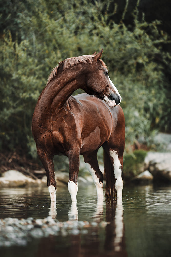 Ein braunes Pferd mit weissen Abzeichen dreht den Kopf elegant zur Seite, während es ruhig in einem Gewässer steht.