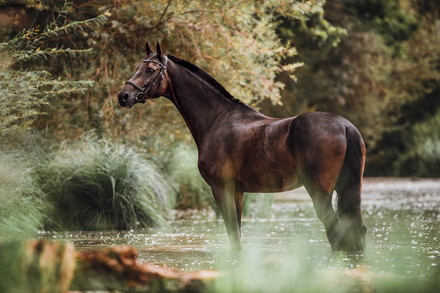 Ein dunkelbraunes Pferd steht majestätisch in einem ruhigen Gewässer, umgeben von üppigem Grün.