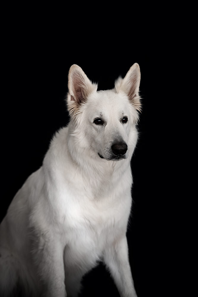 Ein Weisser Schweizer Schäferhund sitzt vor einem schwarzen Hintergrund und schaut seitlich, kontrastreich dargestellt beim Hunde Fotoshooting.