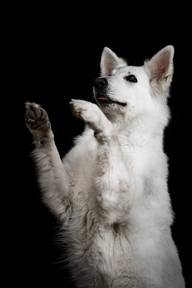 Ein Weisser Schweizer Schäferhund hebt seine Pfoten und blickt erwartungsvoll, umspielt von einem dunklen Hintergrund beim Hunde Fotoshooting.