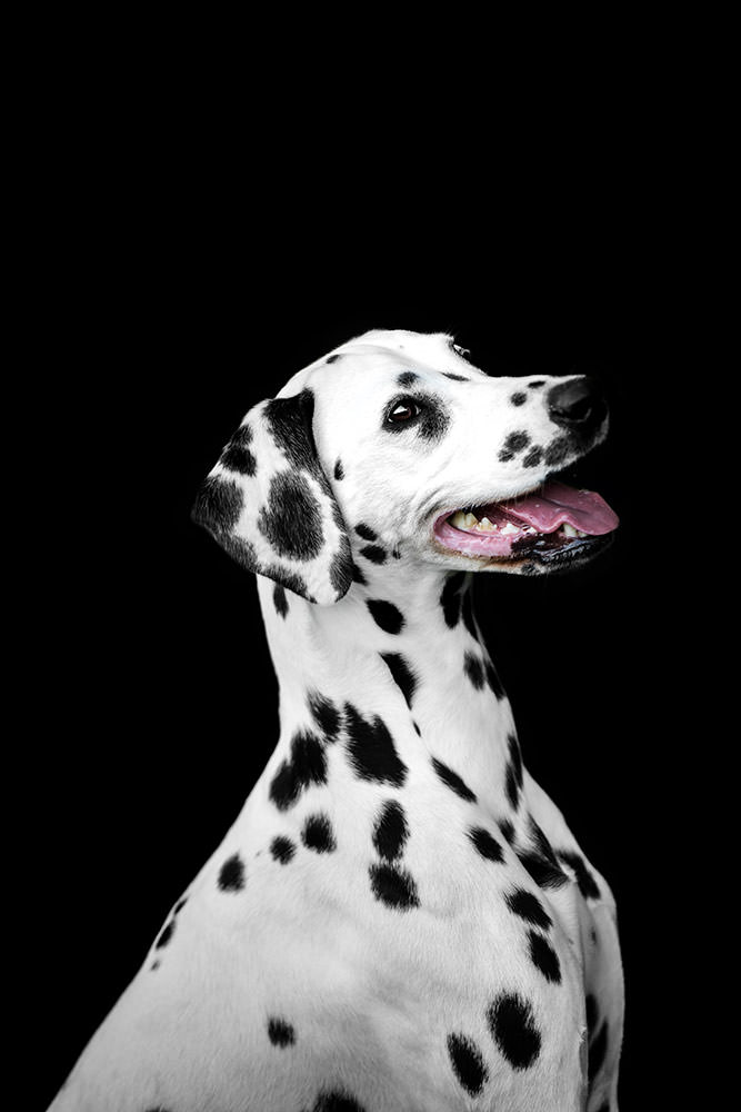 Ein Dalmatiner mit einem fröhlichen Gesichtsausdruck vor schwarzem Hintergrund.