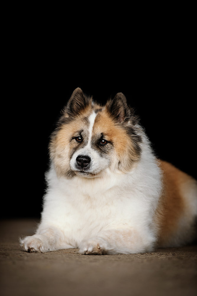 Ein flauschiger, dreifarbiger Hund liegt entspannt vor einem schwarzen Hintergrund.