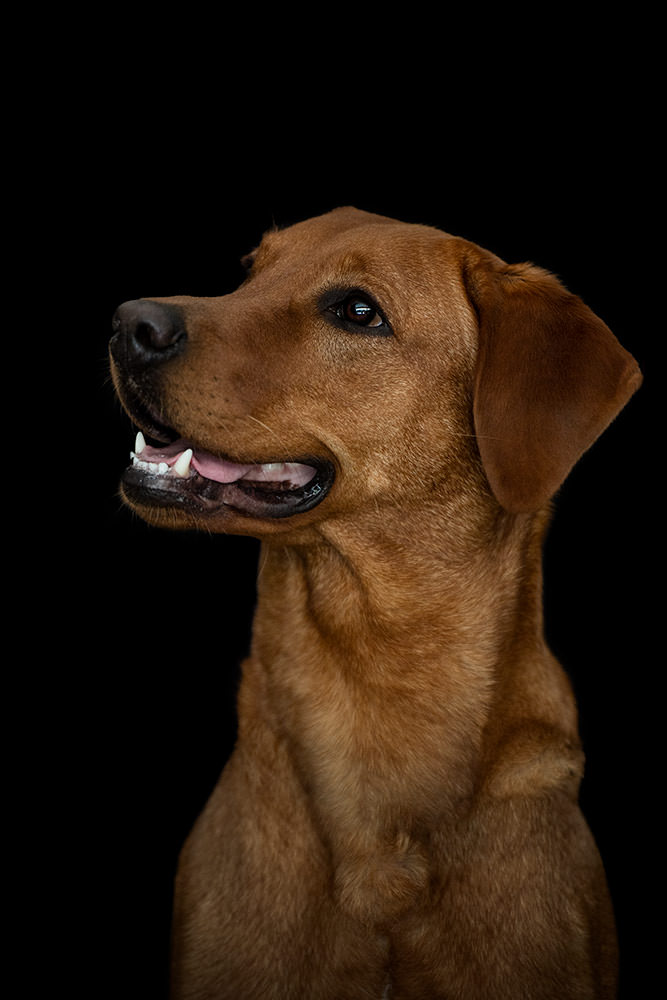 Ein Hund mit goldenem Fell und einer ausdrucksvollen Miene sitzt vor einem schwarzen Hintergrund beim Hunde Fotoshooting.
