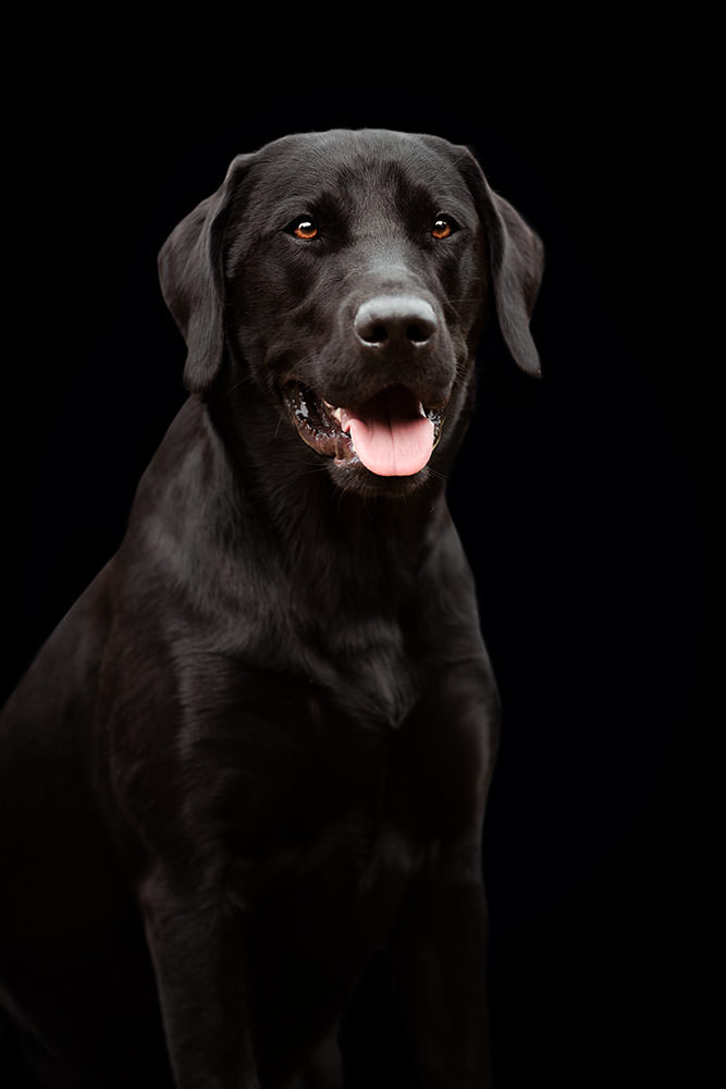 in schwarzer Labrador blickt freudig, mit leicht geöffnetem Maul und freudigem Blick vor einem dunklen Hintergrund beim Hunde Fotoshooting.