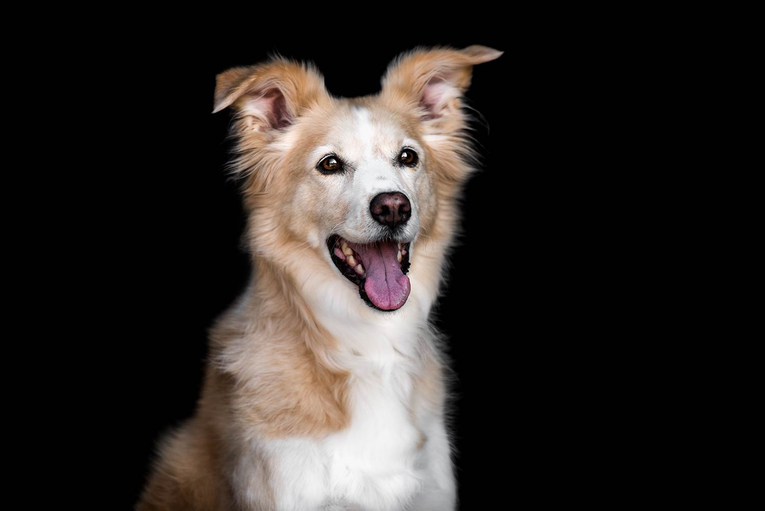 Ein lächelnder, hellbrauner Hund mit aufgestellten Ohren und ausgelassener Mimik vor schwarzem Hintergrund beim Hunde Fotoshooting